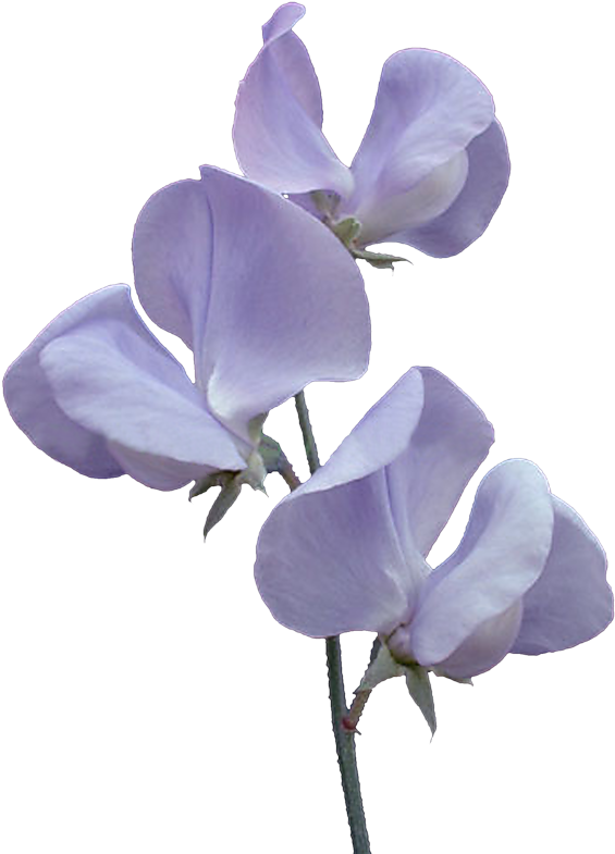 Фото, Автор Svetlera На Яндекс - Japanese Sweet Pea Flowers (579x800), Png Download