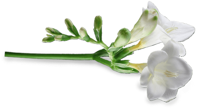 Freesia - Artificial Flower (770x578), Png Download