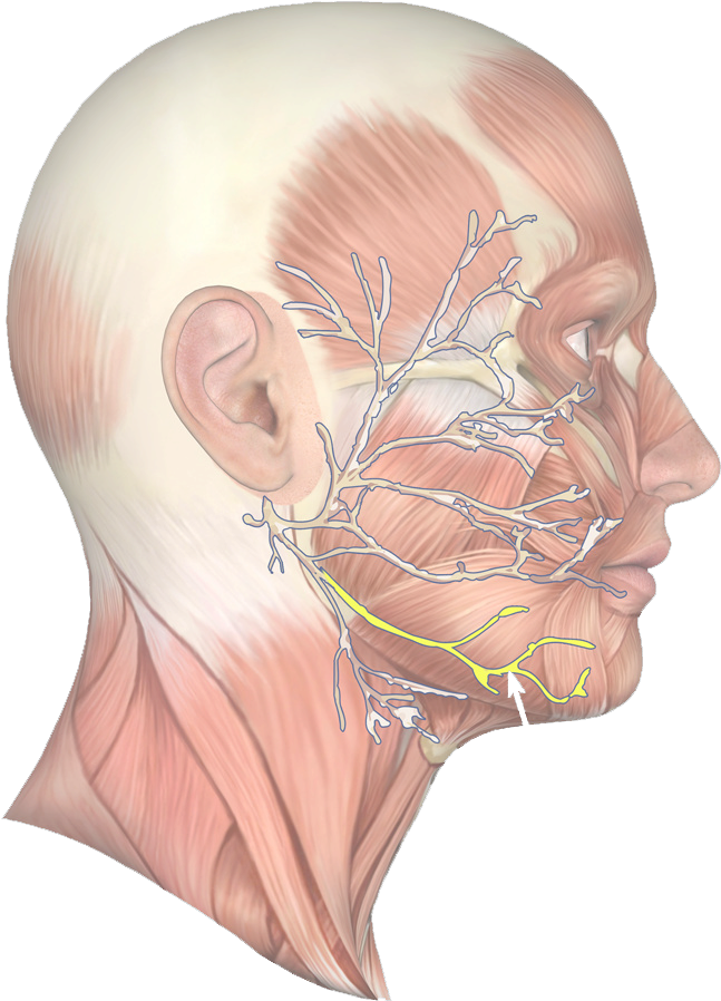 Jaw Muscle 63 - Nerve Under Jaw Line (900x940), Png Download