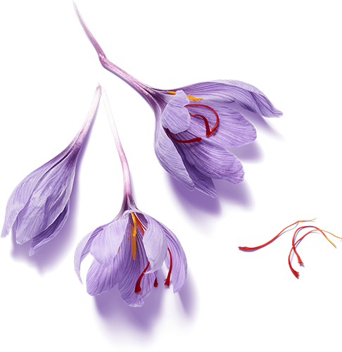 Holy Lotus - Lily Family (1040x1040), Png Download