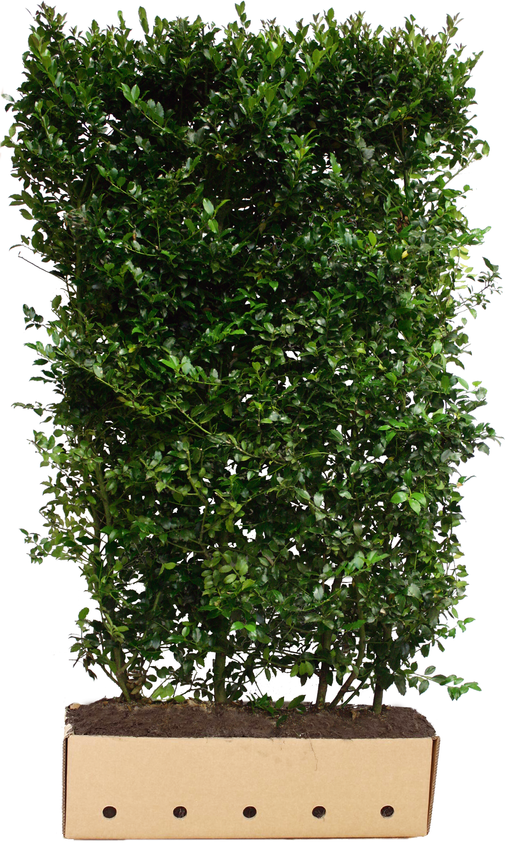 Instant Hedges Evergreen - Quickhedge Ilex Meserveae Blue Prince - Hulst Blue (1701x2835), Png Download