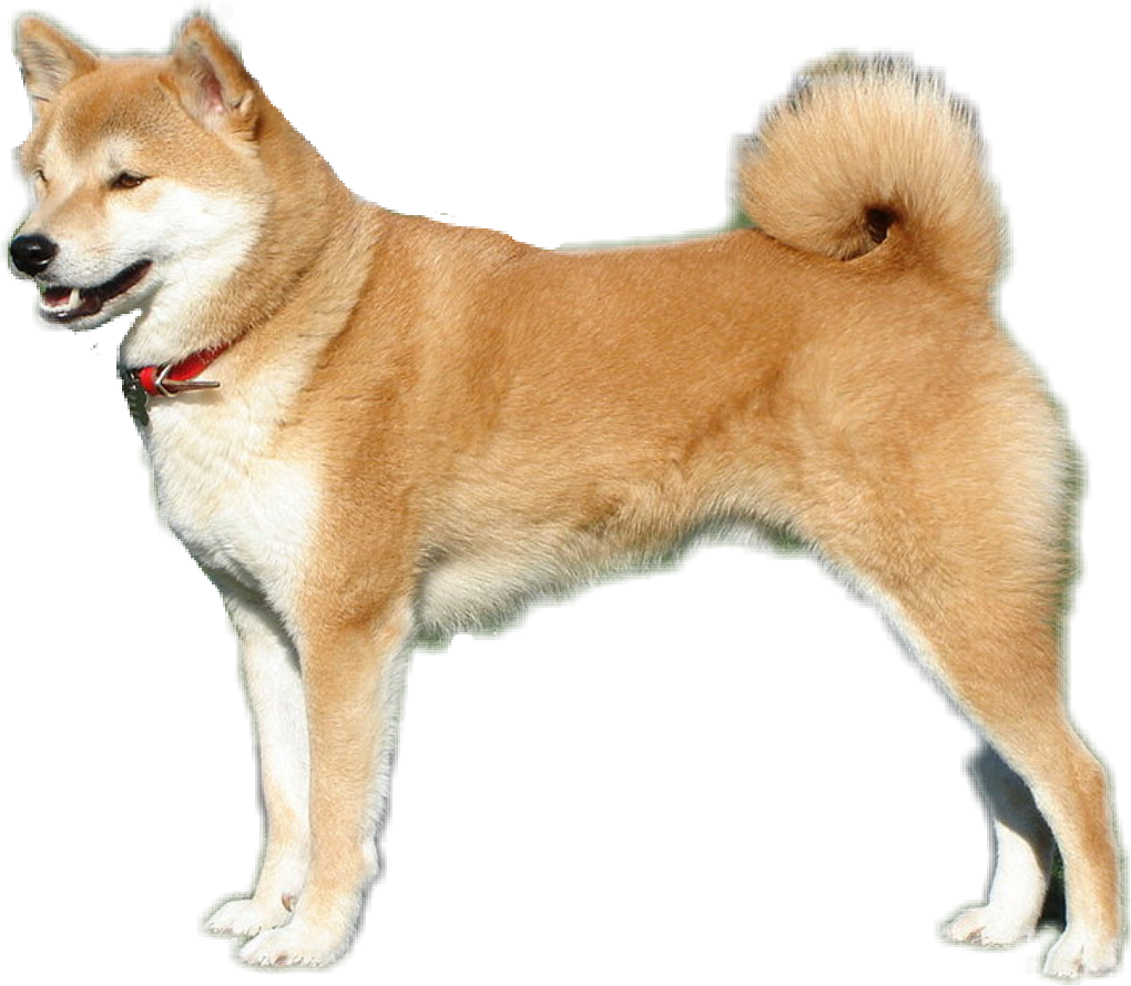 Dog Doggo Shiba Inu - Japanese Dog Breeds (1020x889), Png Download