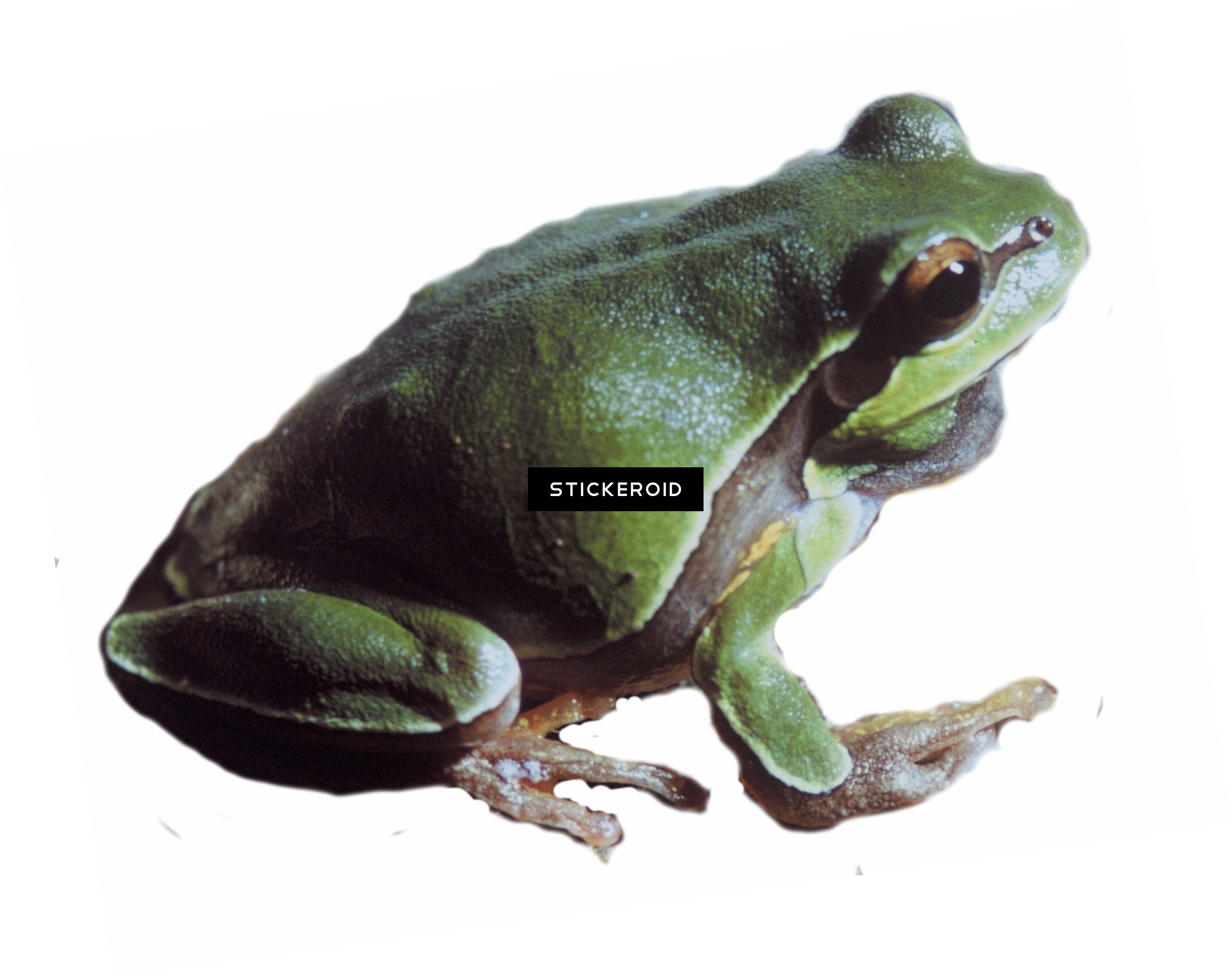 Pine Barrens Tree Frog - Portable Network Graphics (2527x2009), Png Download