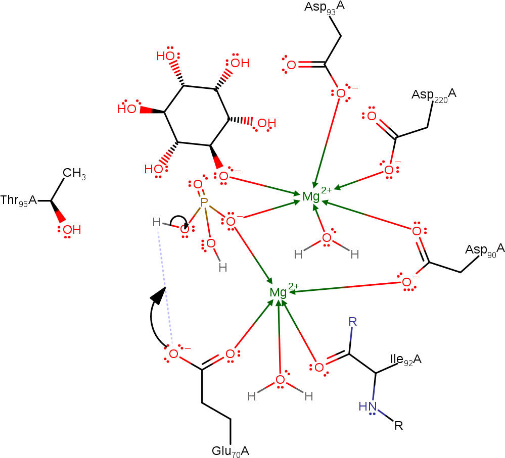 A Phosphoryl Hydroxide Ion Donates A Proton To Glu70 - Diagram (1000x1000), Png Download