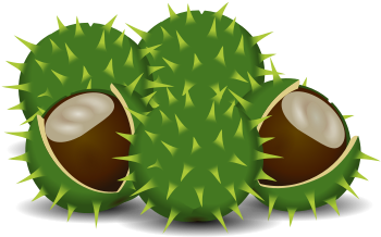 Free A Couple Of Chestnuts - Clip Art (566x800), Png Download