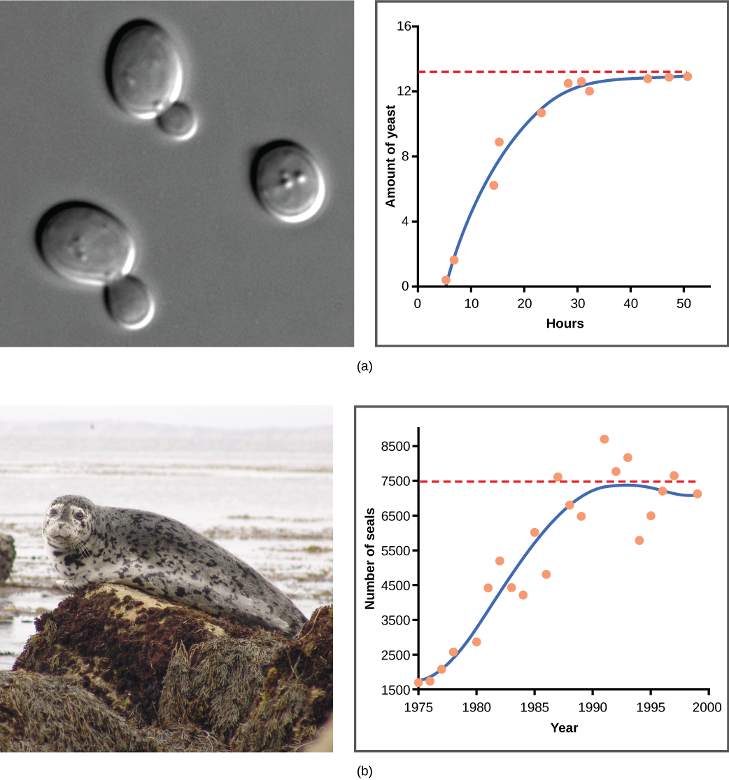10 Yeast Grown In Ideal Conditions In A Test Tube Show - Population Growth Curve Examples (1042x1114), Png Download