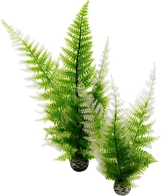 Biorb Winter Fern Plants - 2 Pack (910x1155), Png Download