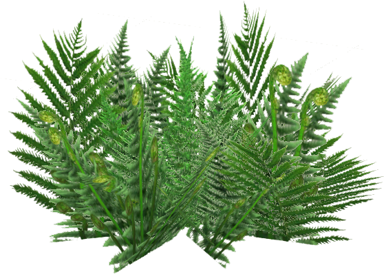Ground Ferns 5 - Monarch Fern (583x583), Png Download