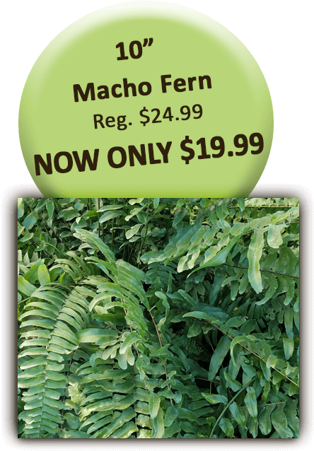 10in Macho Fern - Blackberry (504x720), Png Download