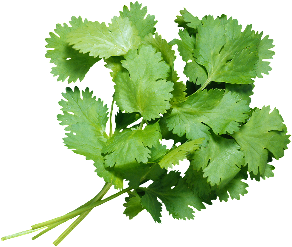 Fresh Coriander Transparent 香菜 Png Free Transparent PNG Download