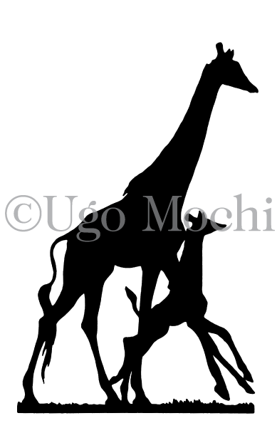 African Giraffes No - Giraffe (600x600), Png Download