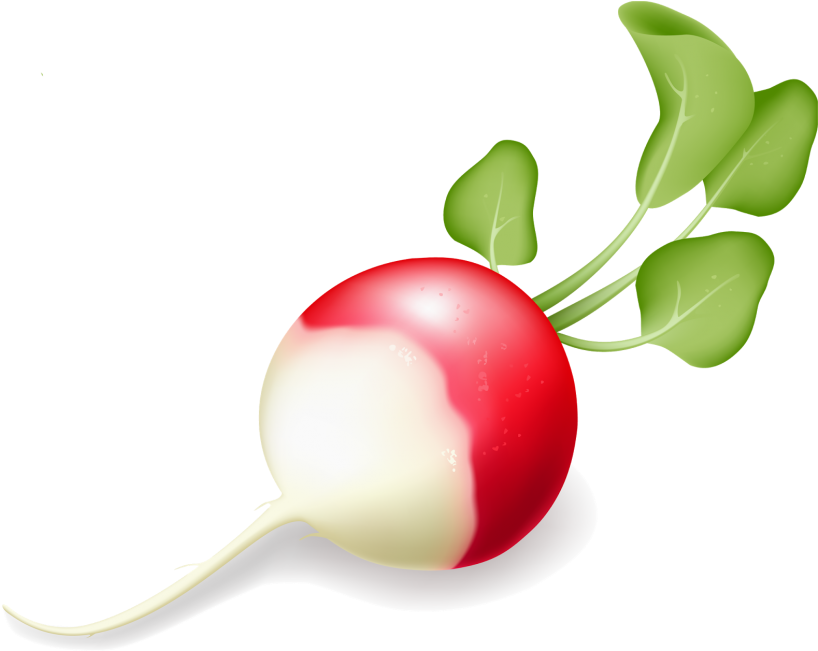 Radish - Vegetable (866x650), Png Download