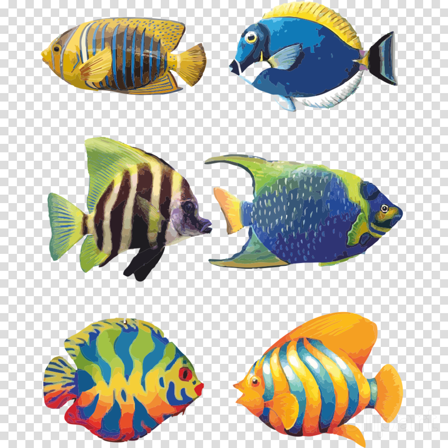 Download Tropical Fish Drawings Clipart Angelfish Koi - Fish Drawing Images With Colour (900x900), Png Download