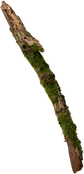 Mossy Tree Branch - Branch (866x650), Png Download