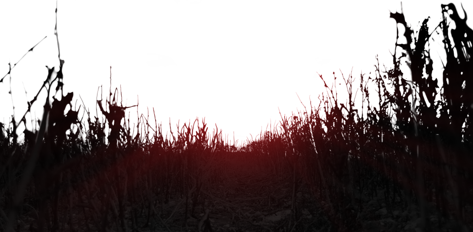 0 - 5 0 - 8 1 - 0 1 - - Field (960x471), Png Download