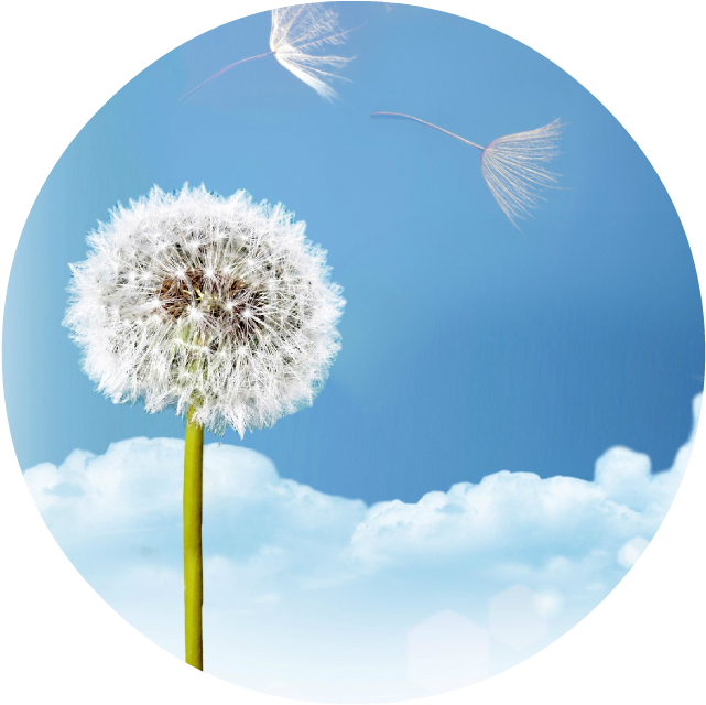 0 Replies 0 Retweets 1 Like - Dandelion (703x703), Png Download