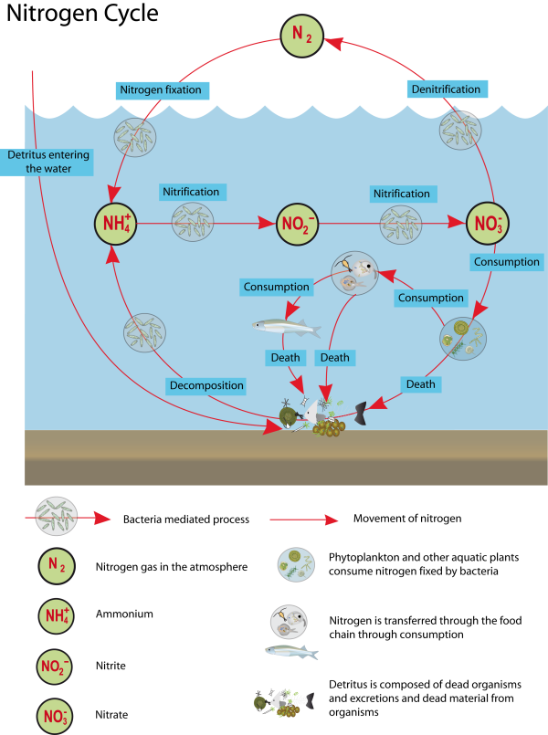 22 March - Nutrient Cycle In Lakes (600x805), Png Download