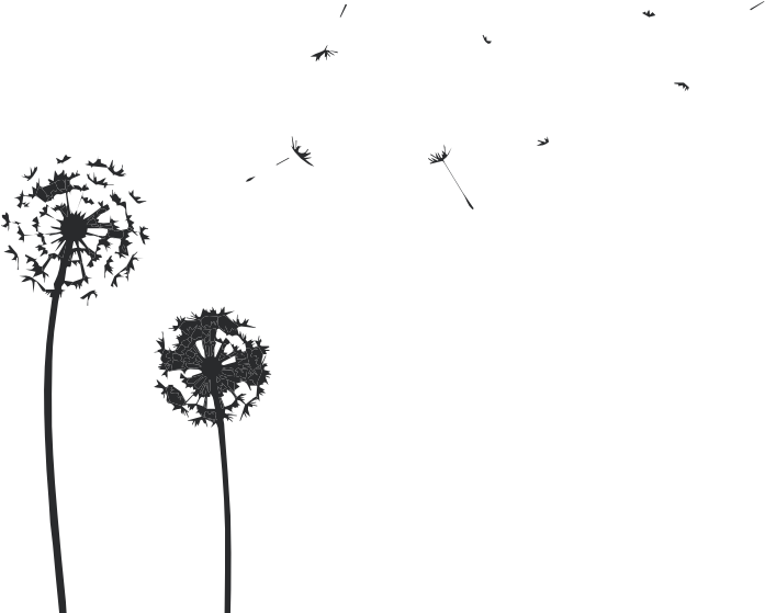 Dandelions Wall Decal Stickersstickers - Cow Parsley (700x574), Png Download