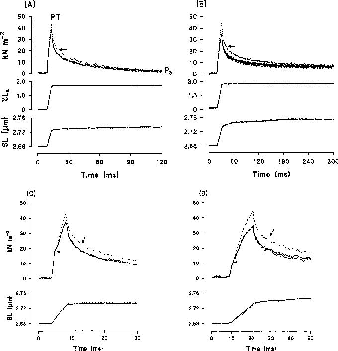 The Tension And Sarcomere Length (lower Traces) Changes - Muscle (680x706), Png Download