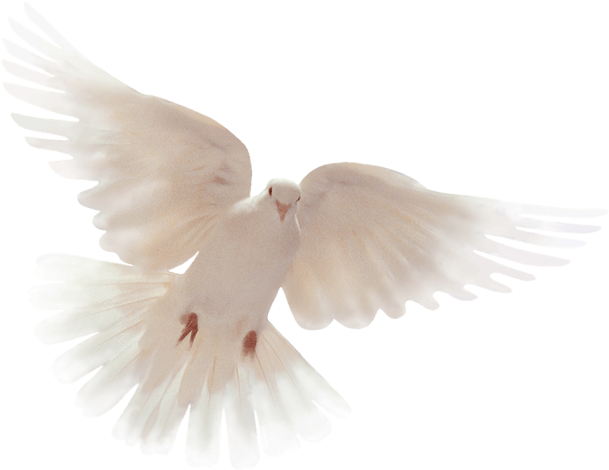 Thankyou All For Your Condolences (1213x783), Png Download