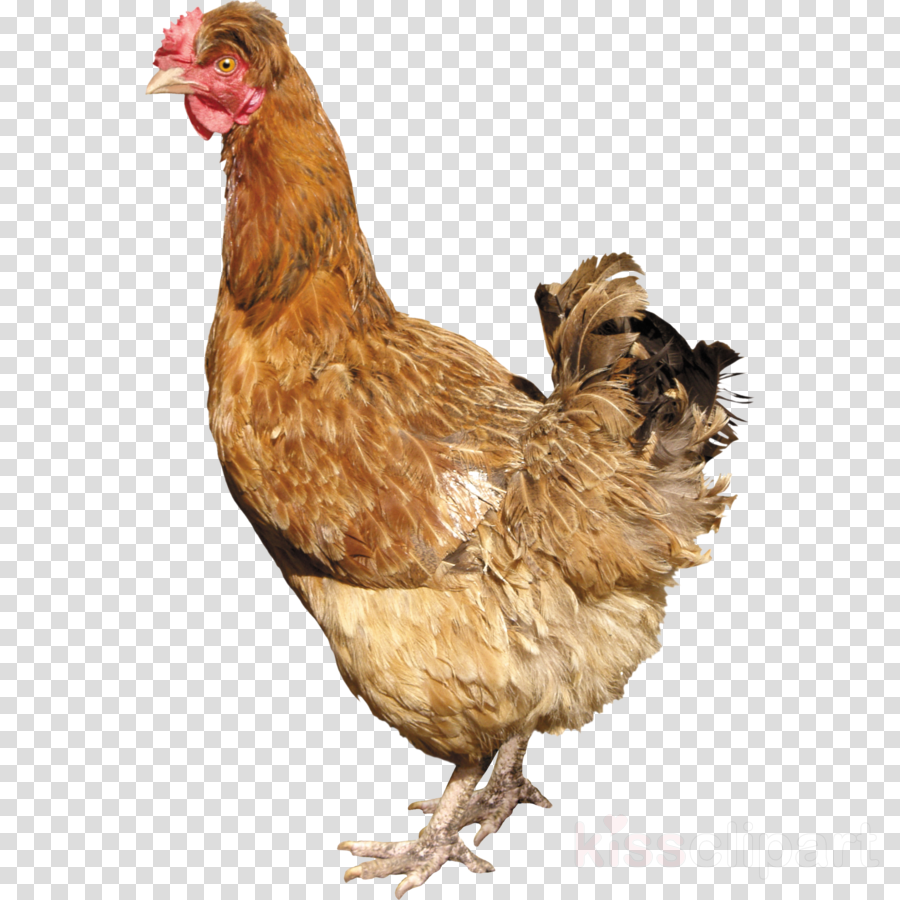 Chicken Png Clipart Fried Chicken Roast Chicken - Silkie Chicken Png (900x900), Png Download