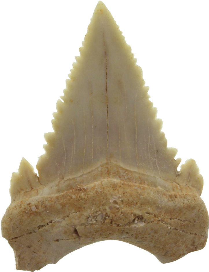 Authentic Shark´s Tooth Fossil - Authentique Dent De Requin Fossile (1200x1200), Png Download