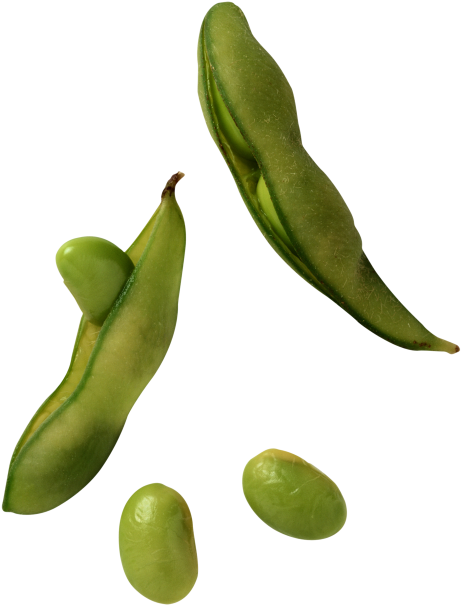 Broad Bean - Soja (866x650), Png Download