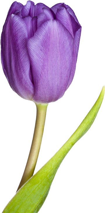 Tulip Png - Purple Tulip (598x900), Png Download