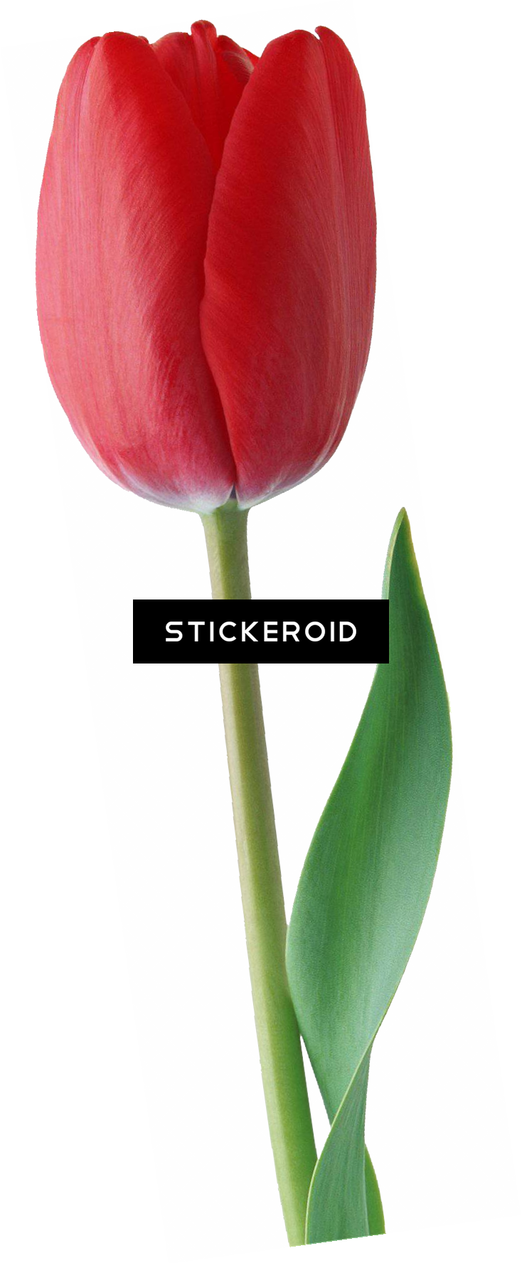 Tulip Flowers - Sprenger's Tulip (734x1776), Png Download
