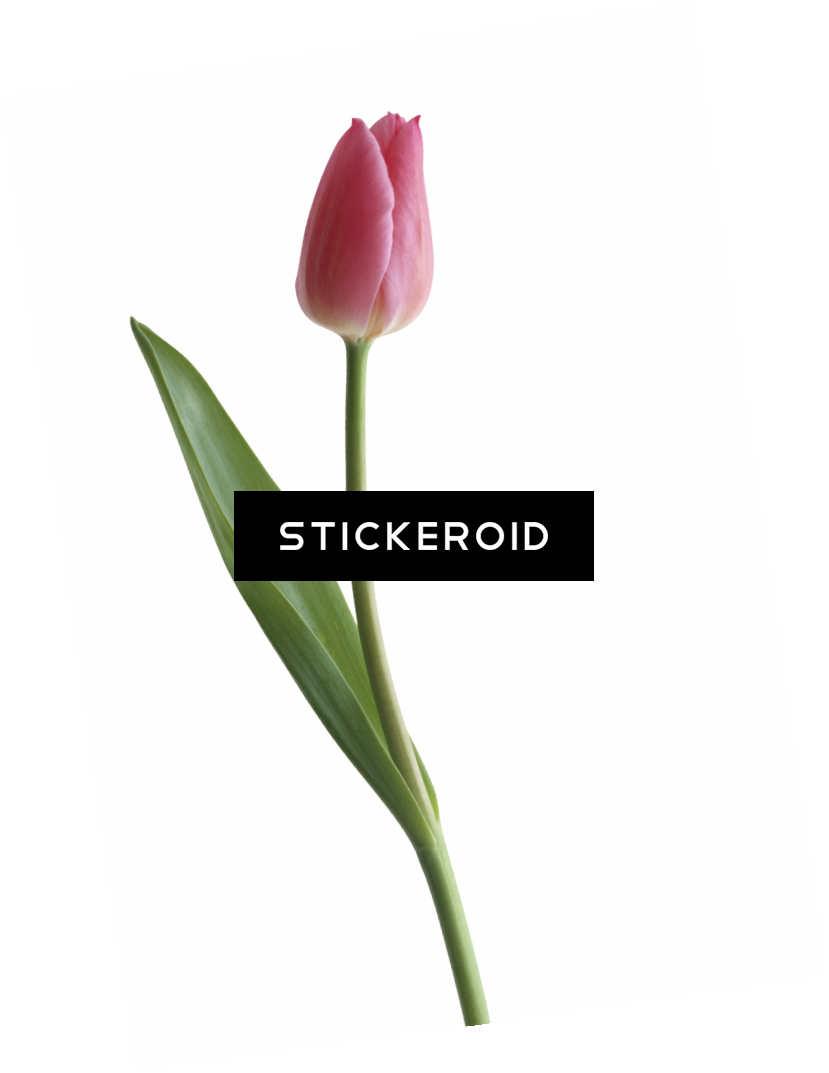 Tulip - Sprenger's Tulip (829x1073), Png Download