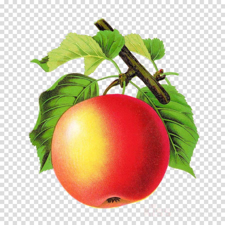 Apple Vintage Png Clipart Tomato Apple Clip Art - Vintage Apple Png (900x900), Png Download
