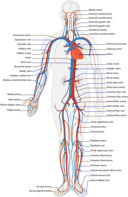 Circulatory System Diagram Health Medicine And Anatomy - Capillary In Human Body (595x841), Png Download