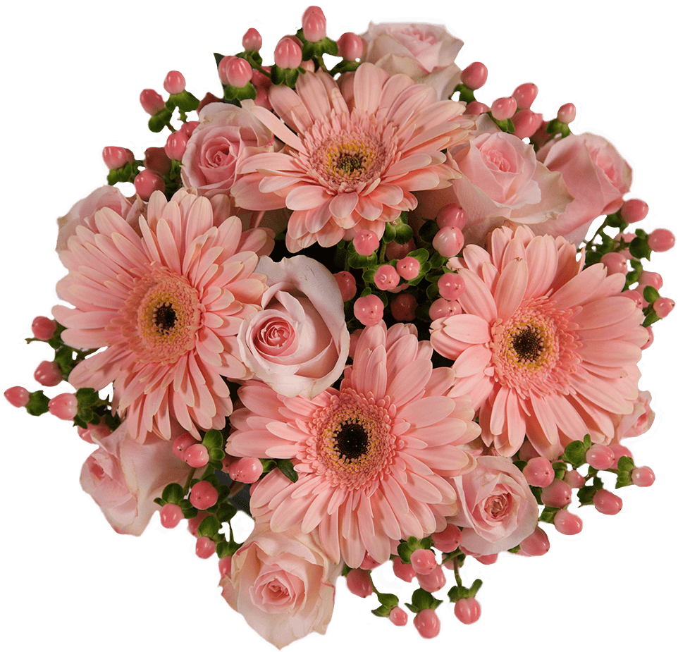 Peach Cobbler - Barberton Daisy (1000x1000), Png Download