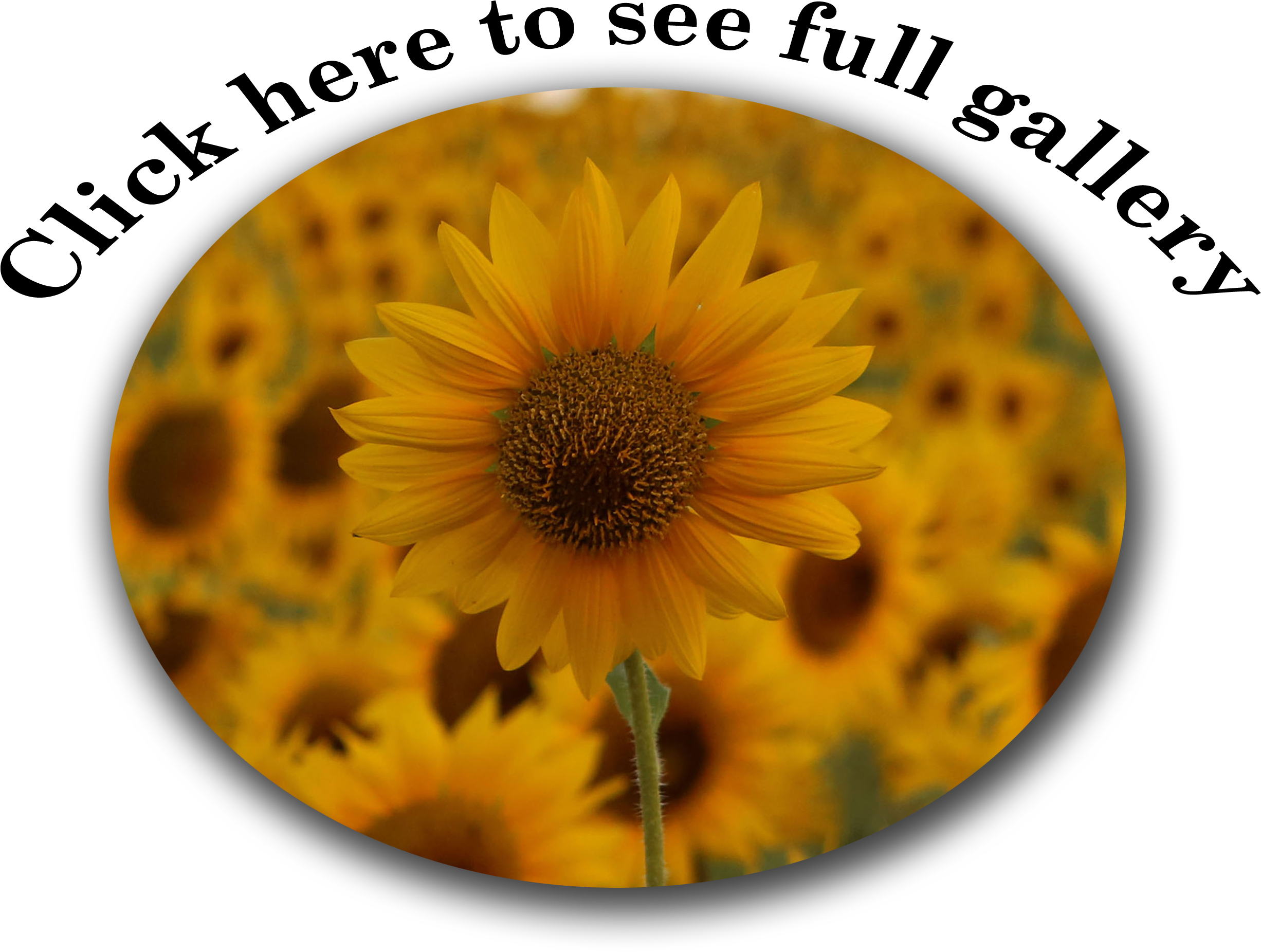 Atlantic Puffins (2700x2400), Png Download