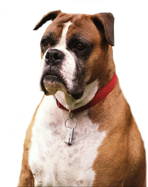 Dog Png (500x750), Png Download