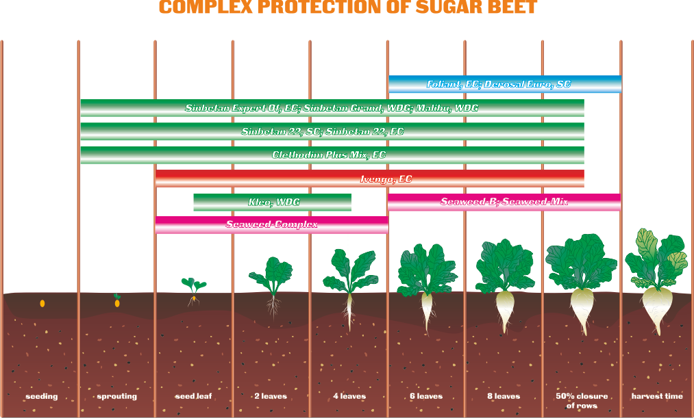 Agricultural Crops - Sugar Beet (1013x611), Png Download