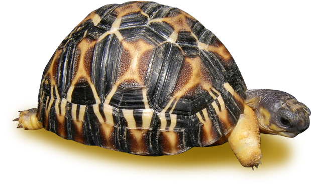 Radiated Tortoise (646x646), Png Download