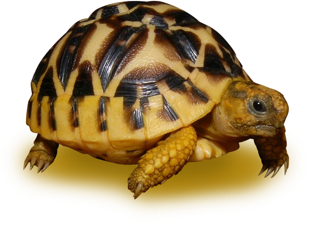 Sri Lanken Star Tortoise - Sri Lankan Star Tortoise Adult (646x646), Png Download