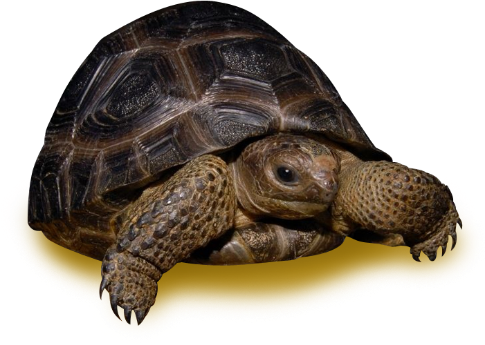 Aldabra Tortoise - 35 Pound Tortoise (700x700), Png Download