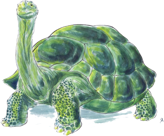 $250 - Tortoise - Painting Of A Tortoise (659x516), Png Download