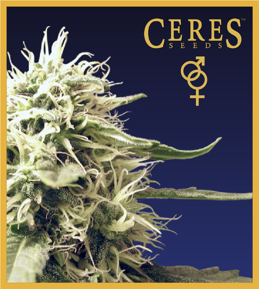 Regular Seeds, Ceres Skunk - Ceres Seeds (945x1063), Png Download