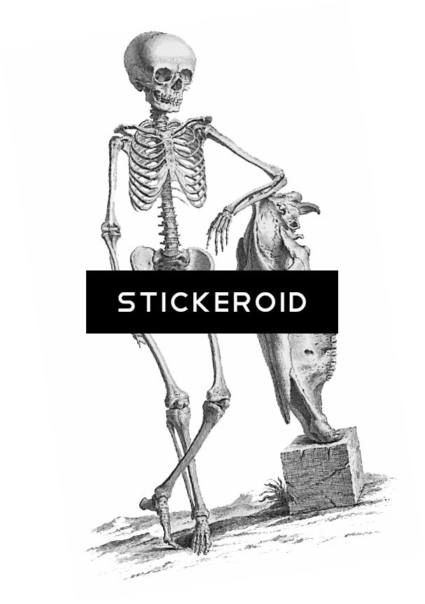 Halloween Skeleton - Giclee Painting: Science Source's Osteographia, 1733, (607x862), Png Download