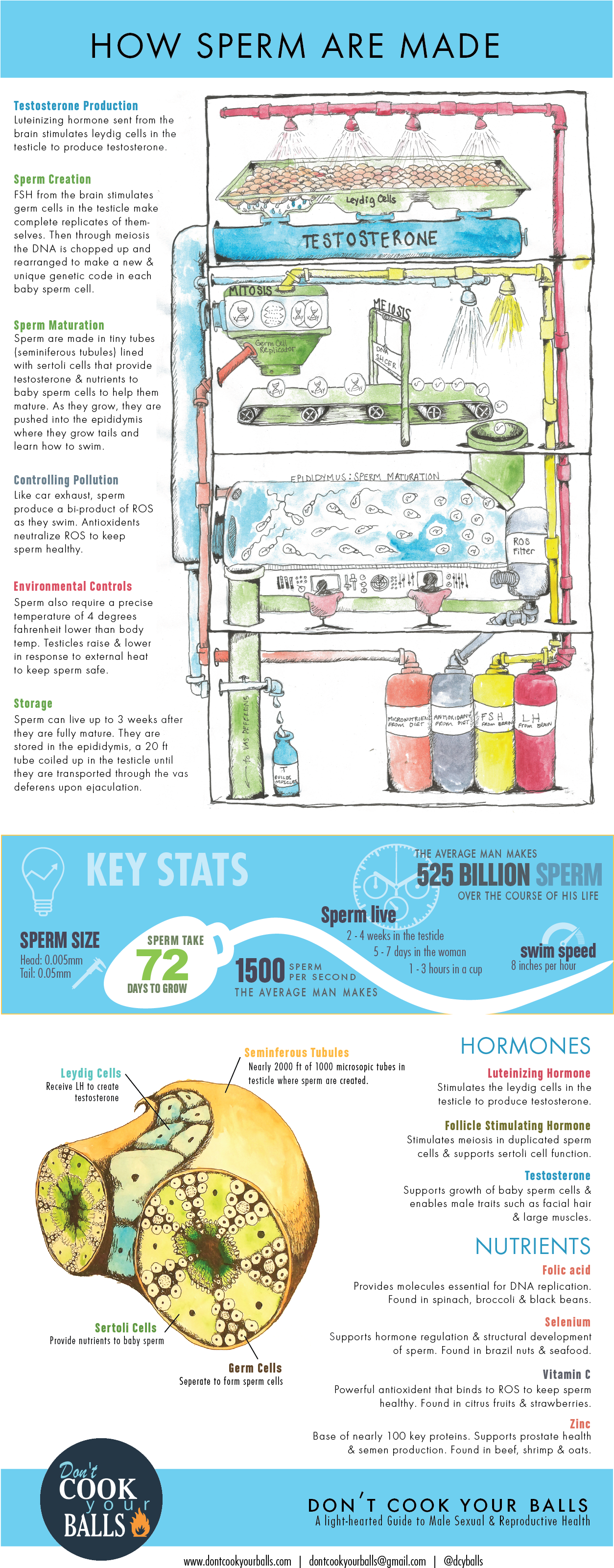 How Sperm Are Made - Plan (1299x3202), Png Download