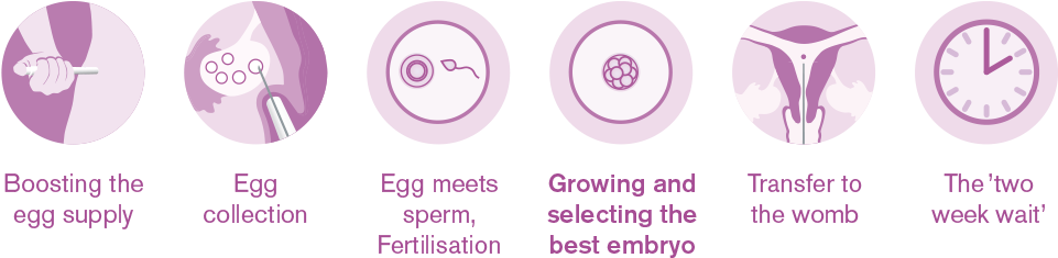 If You're Having Trouble Becoming Pregnant, In Vitro - Circle (960x530), Png Download