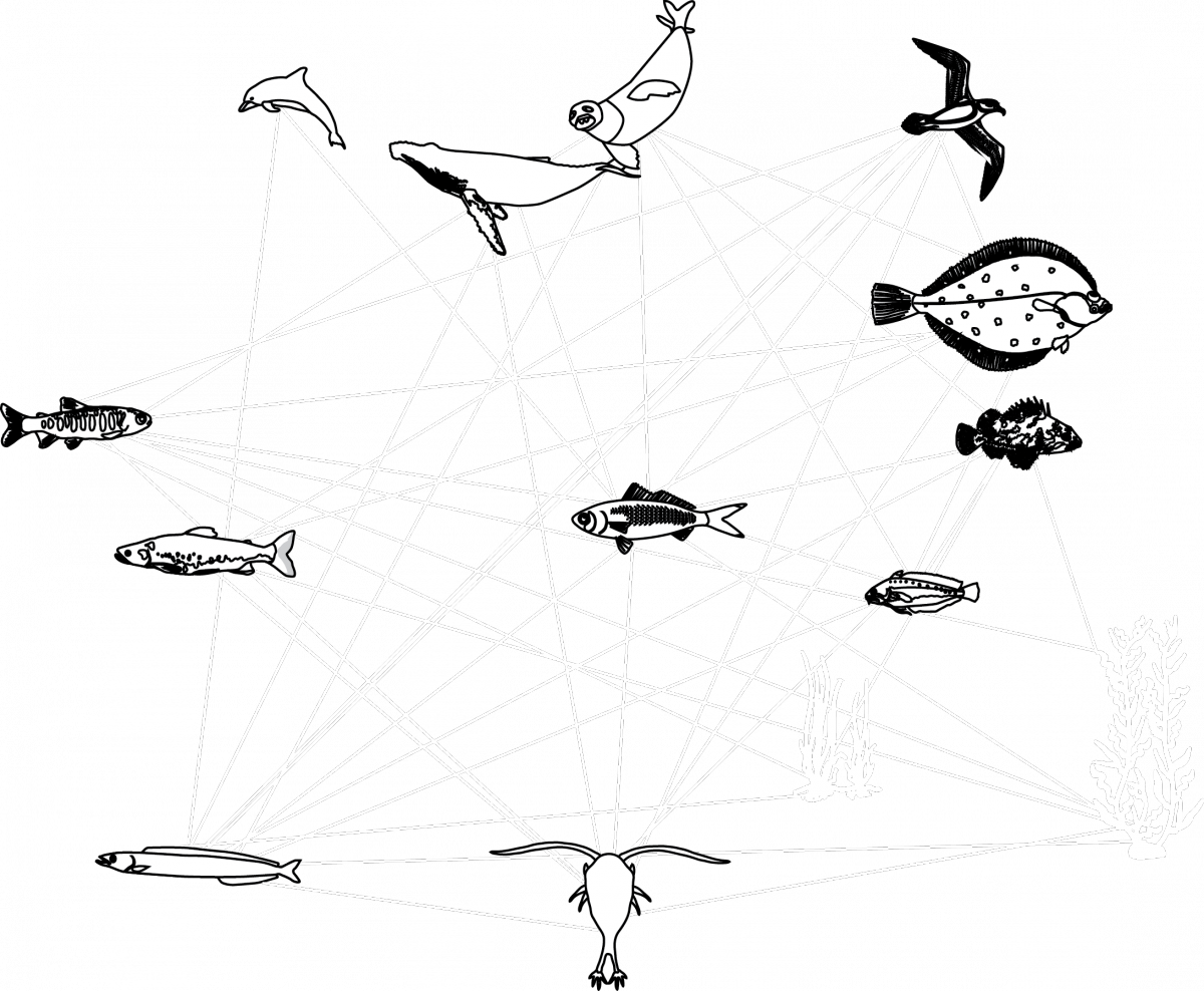 Key Species In The Foodweb, Providing An Important - Sketch (1200x988), Png Download