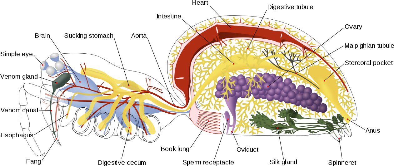 Spider Internal Anatomy-en - Anatomy Of A Spider (1280x561), Png Download