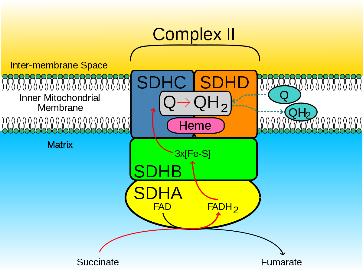Succinate Dehydrogenase (1200x902), Png Download