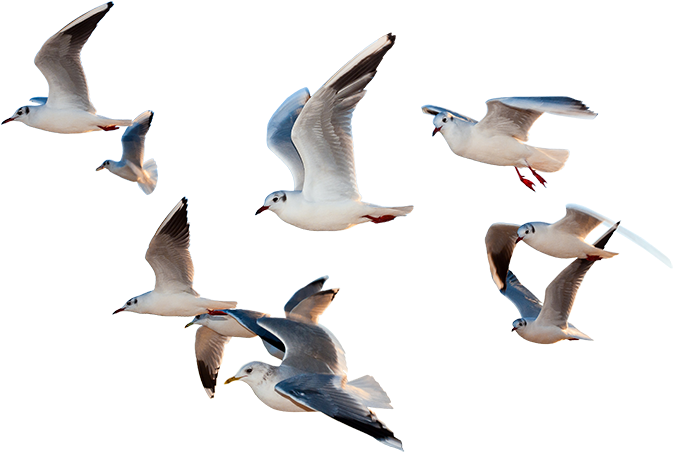 Birds Flying Png - Paragraph Of I Would Be A Bird (750x480), Png Download