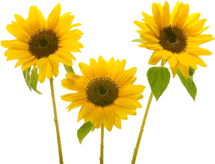 Sunflower Birthday Animated Wallpaper Background 640 - ดอก ทานตะวัน ดอก เดียว (640x480), Png Download