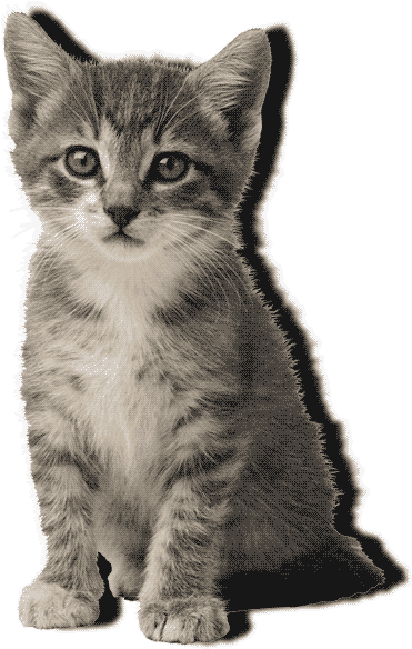 Animated Gif Transparent, Cat, Animals, Free Download - Cat Vs Dog Classification (500x700), Png Download